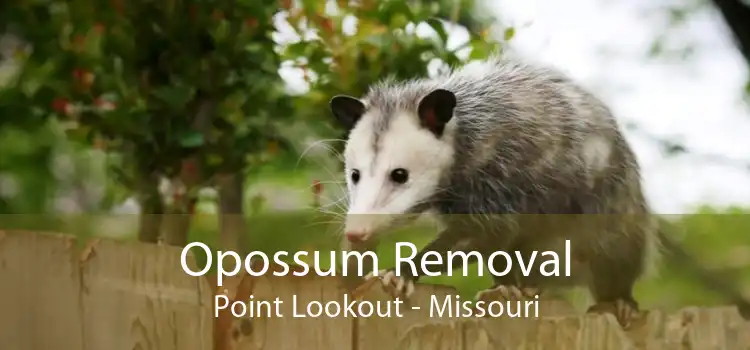 Opossum Removal Point Lookout - Missouri