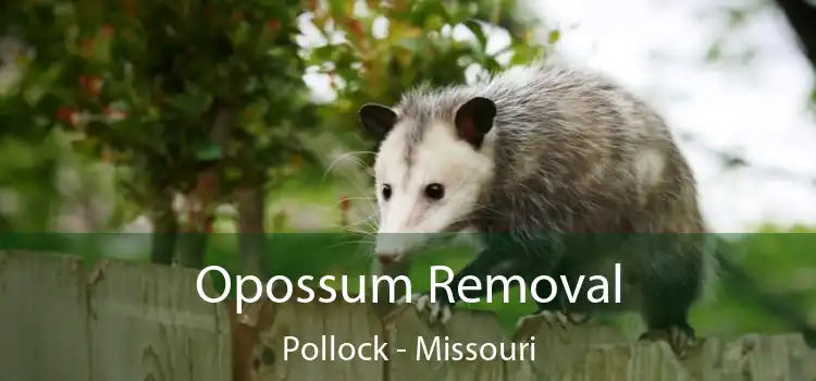 Opossum Removal Pollock - Missouri