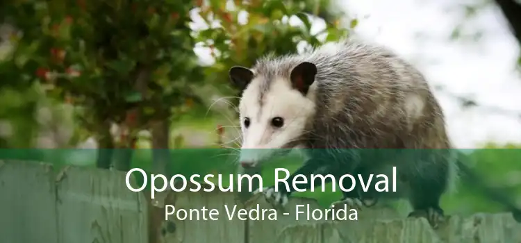 Opossum Removal Ponte Vedra - Florida