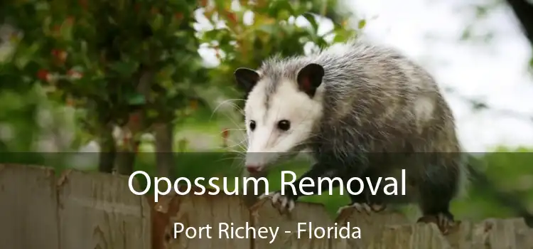 Opossum Removal Port Richey - Florida