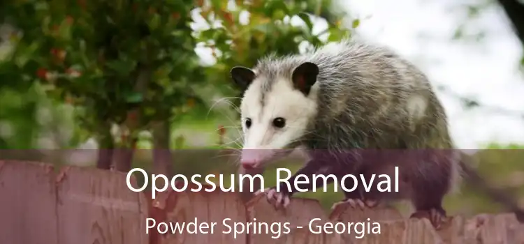 Opossum Removal Powder Springs - Georgia