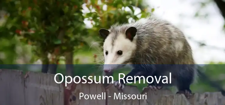 Opossum Removal Powell - Missouri