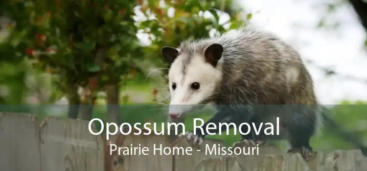 Opossum Removal Prairie Home - Missouri