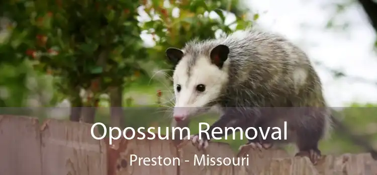 Opossum Removal Preston - Missouri