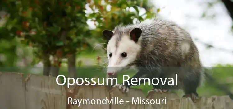 Opossum Removal Raymondville - Missouri