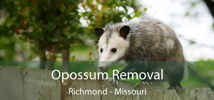 Opossum Removal Richmond - Missouri