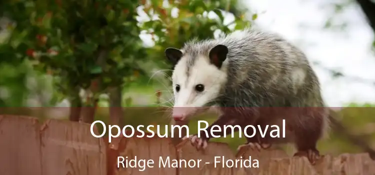 Opossum Removal Ridge Manor - Florida