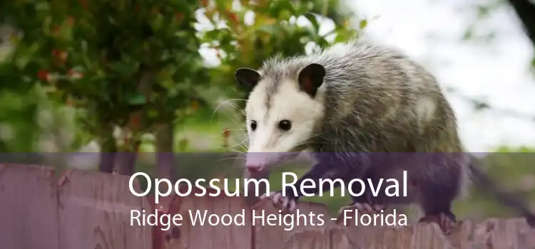 Opossum Removal Ridge Wood Heights - Florida