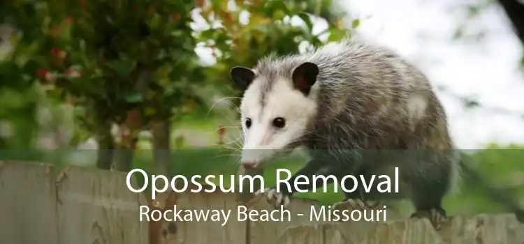 Opossum Removal Rockaway Beach - Missouri