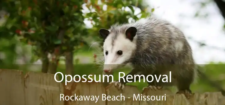 Opossum Removal Rockaway Beach - Missouri