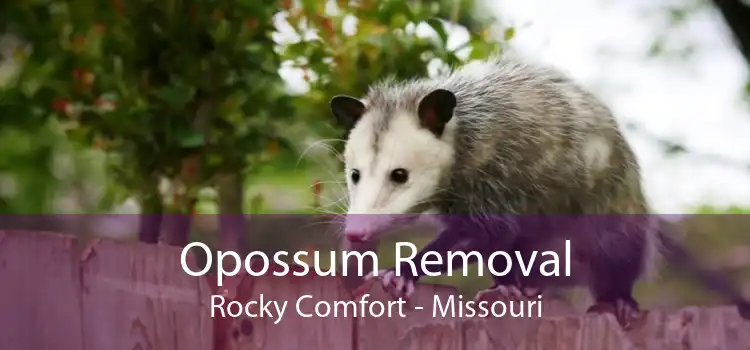 Opossum Removal Rocky Comfort - Missouri