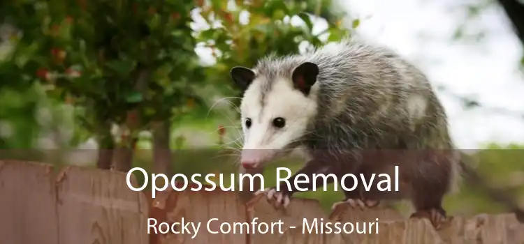 Opossum Removal Rocky Comfort - Missouri