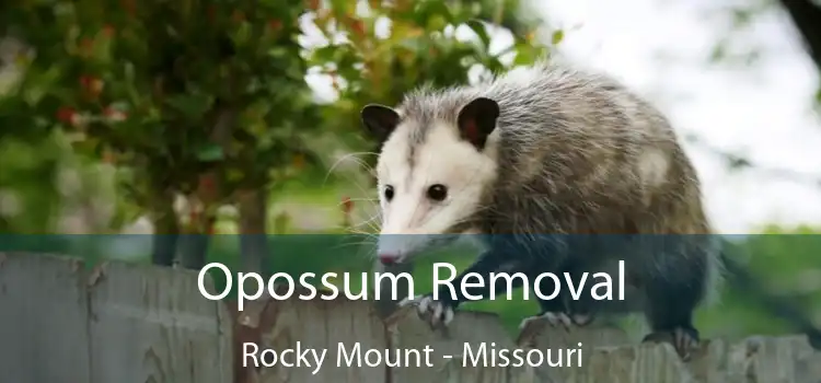 Opossum Removal Rocky Mount - Missouri