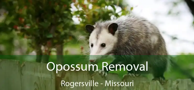 Opossum Removal Rogersville - Missouri