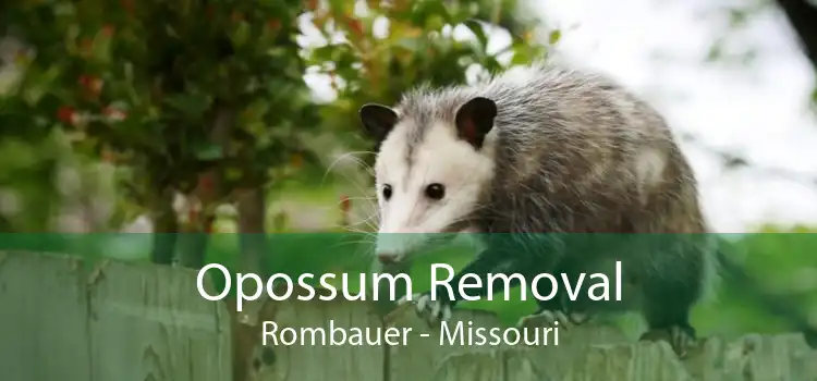 Opossum Removal Rombauer - Missouri