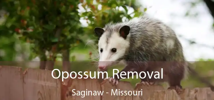 Opossum Removal Saginaw - Missouri