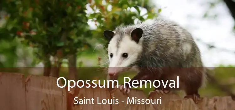 Opossum Removal Saint Louis - Missouri