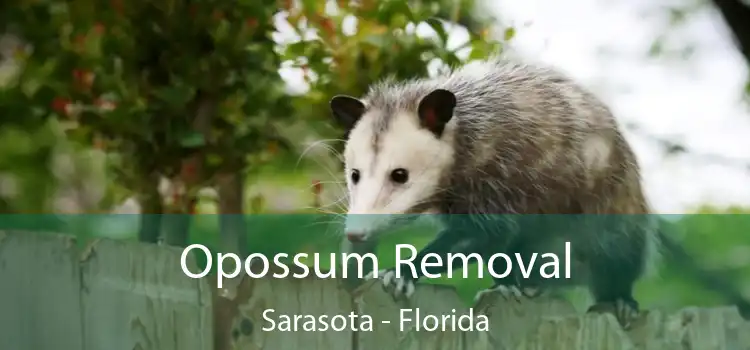 Opossum Removal Sarasota - Florida