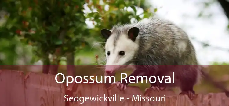 Opossum Removal Sedgewickville - Missouri