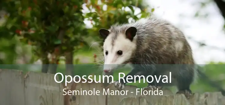 Opossum Removal Seminole Manor - Florida