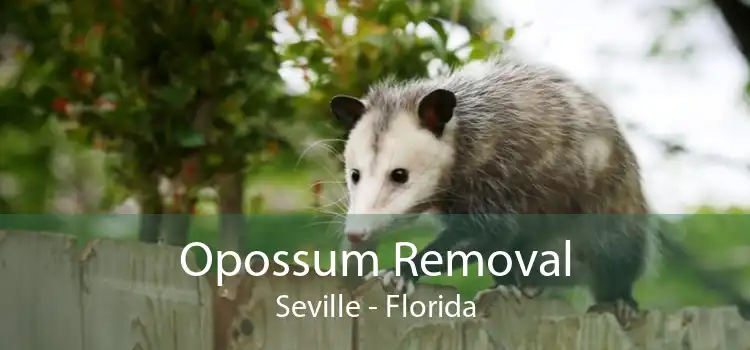 Opossum Removal Seville - Florida