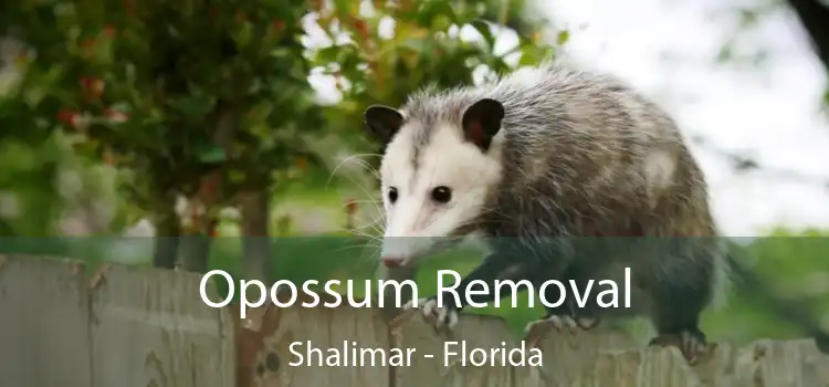 Opossum Removal Shalimar - Florida