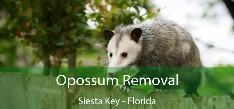 Opossum Removal Siesta Key - Florida