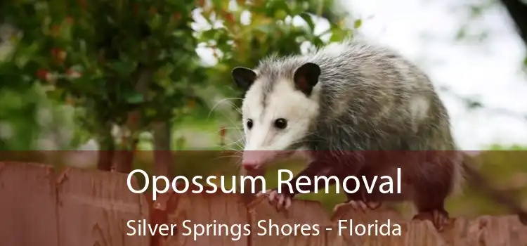 Opossum Removal Silver Springs Shores - Florida