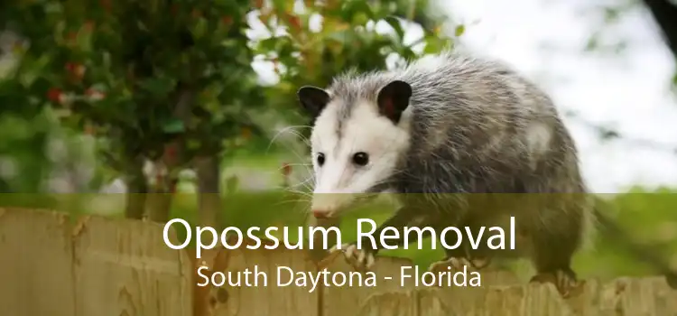 Opossum Removal South Daytona - Florida