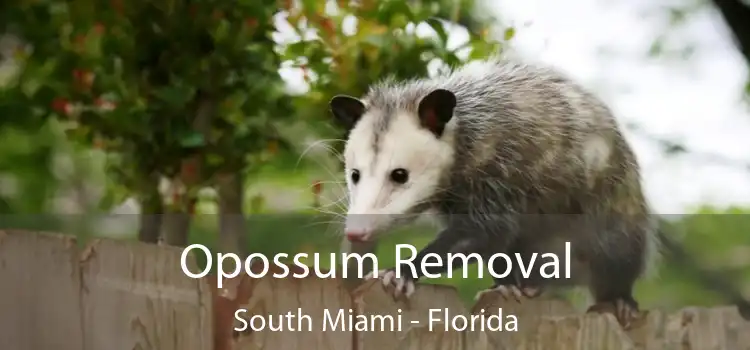 Opossum Removal South Miami - Florida