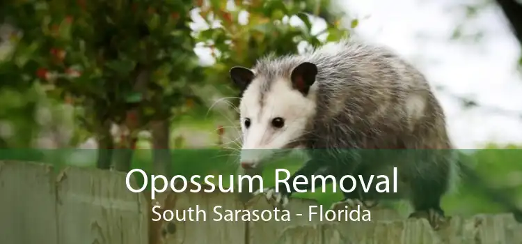 Opossum Removal South Sarasota - Florida