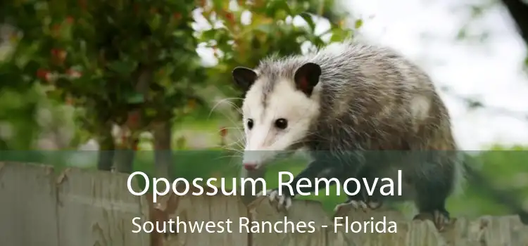 Opossum Removal Southwest Ranches - Florida