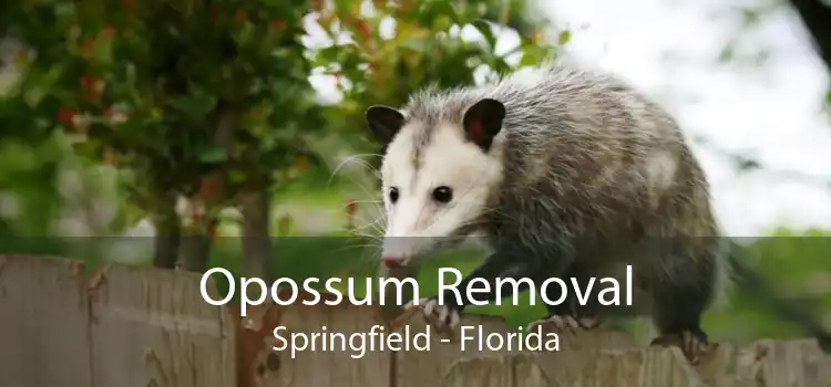 Opossum Removal Springfield - Florida