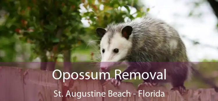 Opossum Removal St. Augustine Beach - Florida