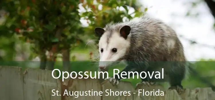 Opossum Removal St. Augustine Shores - Florida