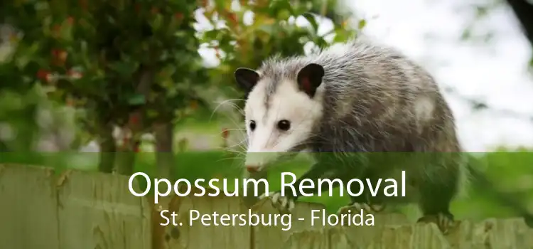 Opossum Removal St. Petersburg - Florida