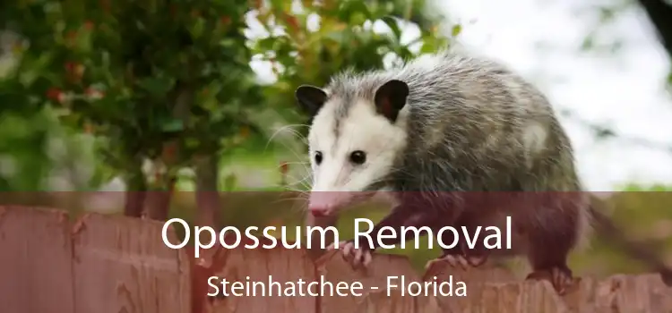 Opossum Removal Steinhatchee - Florida