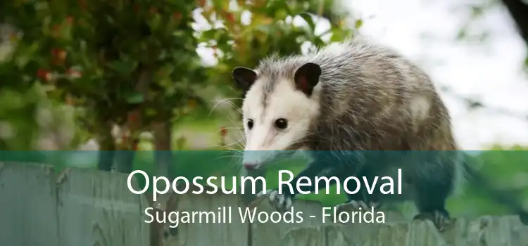 Opossum Removal Sugarmill Woods - Florida