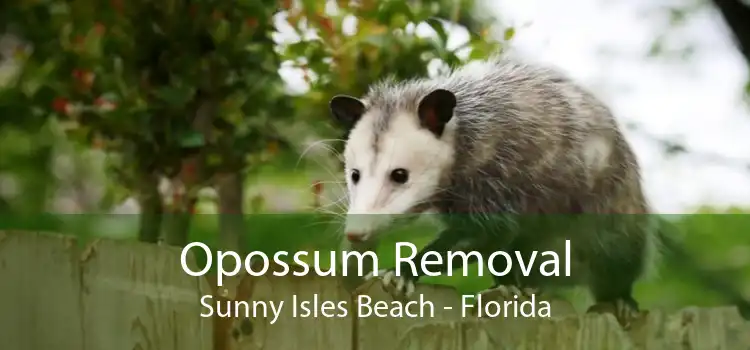 Opossum Removal Sunny Isles Beach - Florida