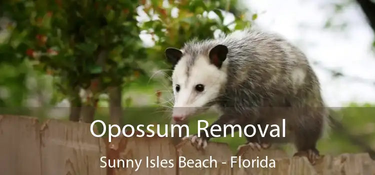 Opossum Removal Sunny Isles Beach - Florida