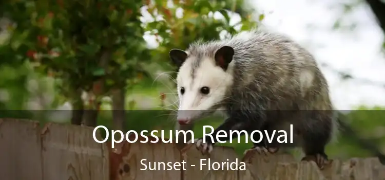 Opossum Removal Sunset - Florida