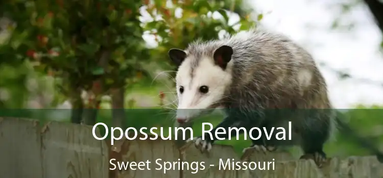 Opossum Removal Sweet Springs - Missouri