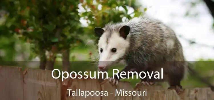 Opossum Removal Tallapoosa - Missouri