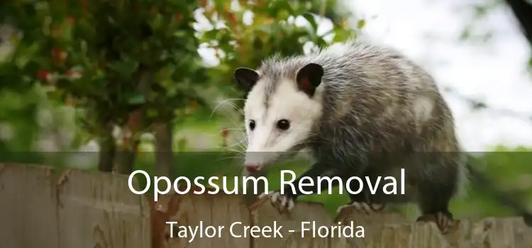 Opossum Removal Taylor Creek - Florida