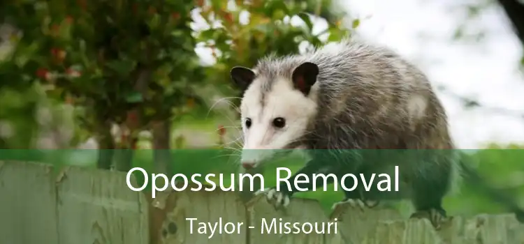 Opossum Removal Taylor - Missouri