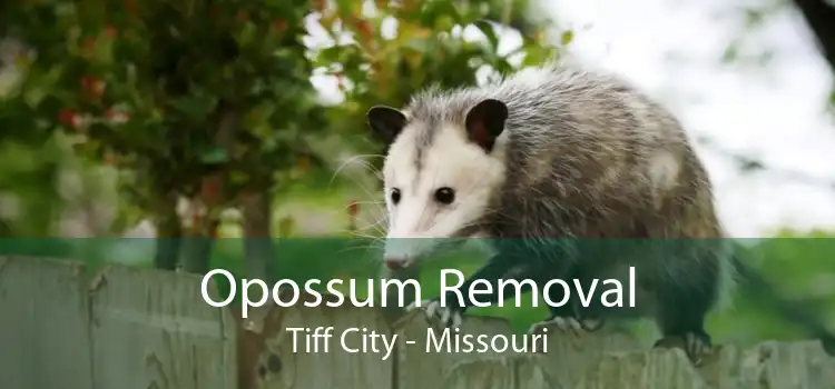 Opossum Removal Tiff City - Missouri