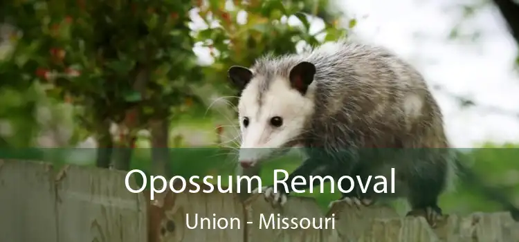 Opossum Removal Union - Missouri