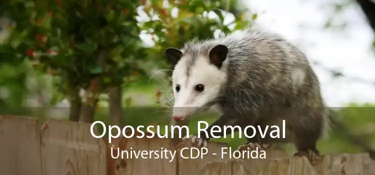Opossum Removal University CDP - Florida