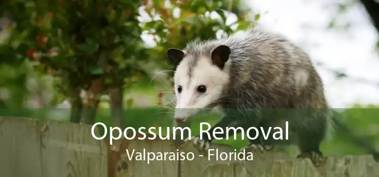 Opossum Removal Valparaiso - Florida