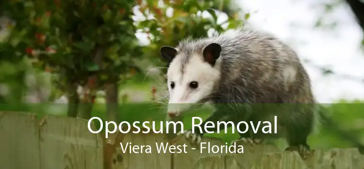 Opossum Removal Viera West - Florida